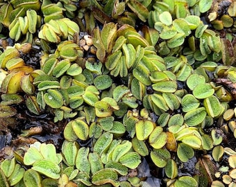 Water Spangles, Salvinia rotundifolia minima, Common Salvinia, Aquarium Plant | 100% Pest Free