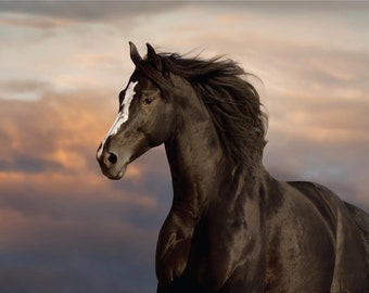 Majestic Horse - A1 Rice Decoupage Paper