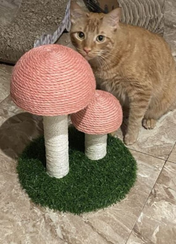 mushroom cat
