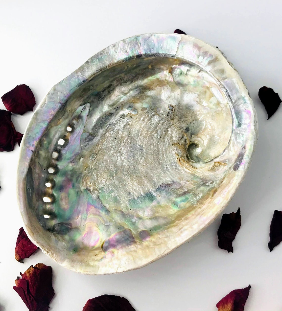 Abalone Shell used for smudging Etsy