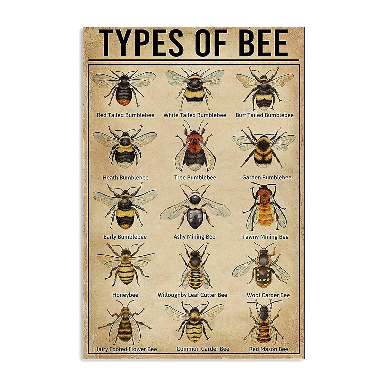 Types Of Bee Poster Bee Knowledge Bee Poster Types Of Bee Etsy