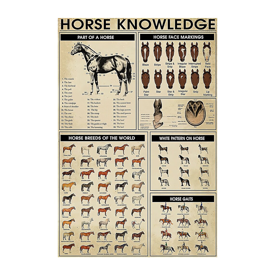 Horse Knowledge Poster Horse Breeds Poster Vintage Horse Etsy