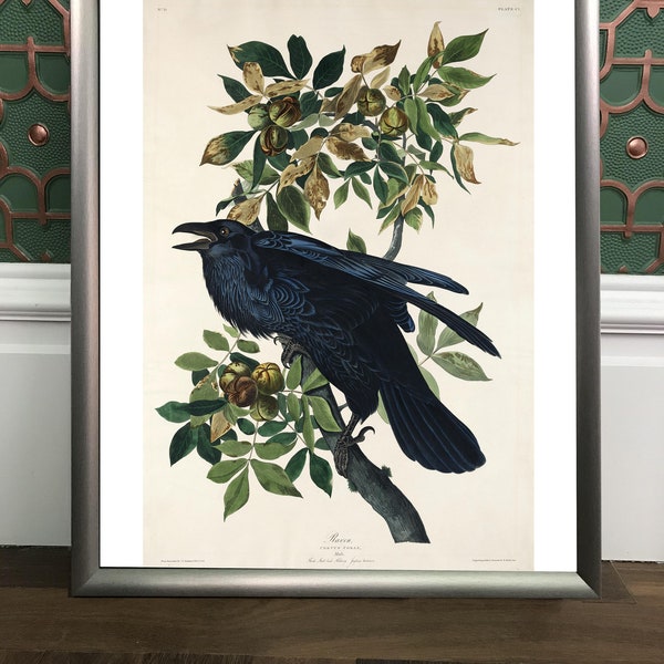 Raven, Corvus Corax, Crow, Bird, Audubon giclée print, archival cotton paper, various sizes