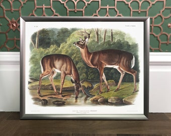 Virginian Deer, Cervus Virginianus, Audubon giclée print, archival cotton paper, various sizes