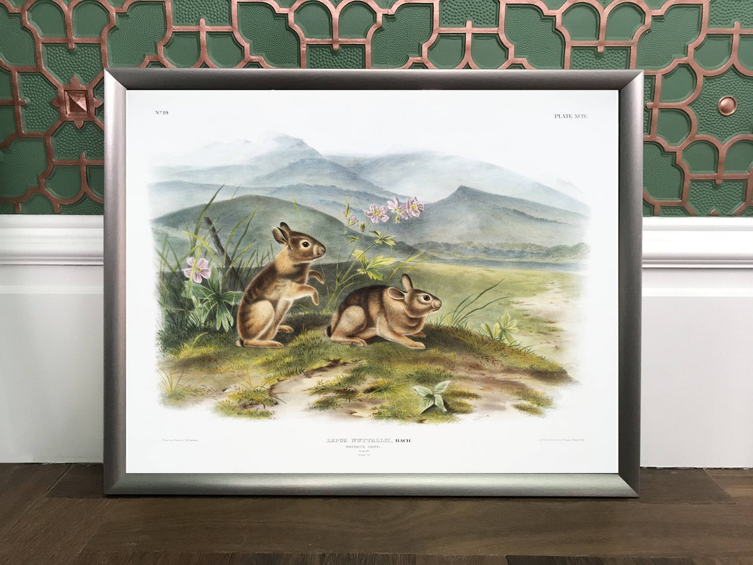 Nuttall's Hare, Rabbit, Lepus Nuttallii, Audubon Giclée Print, Archival ...
