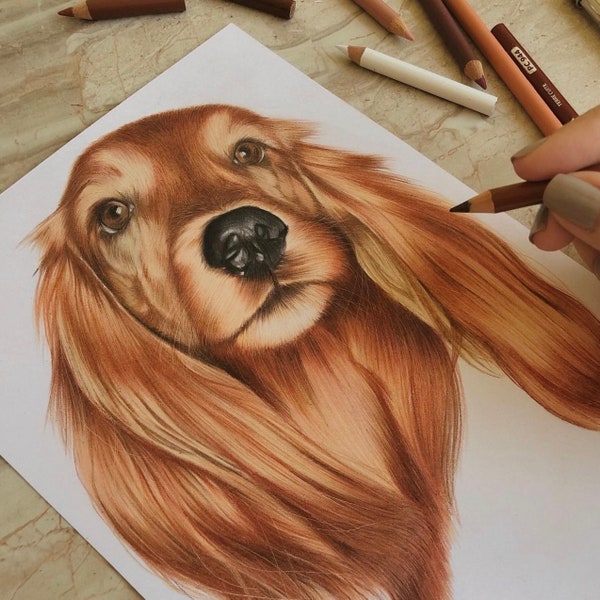 Realistic Pet Drawing | Dibujo realista de mascotas