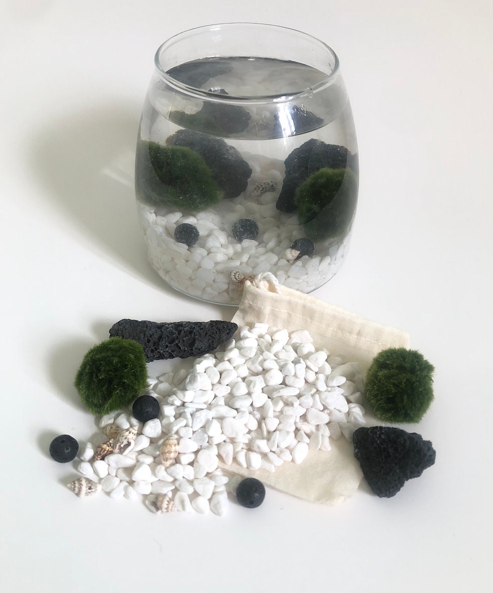 Marimo moss ball terrarium kit Plant gift Home decor Gift Etsy