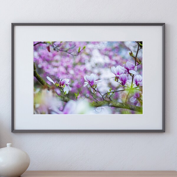 Magnolie - Magnolia, Fotokunst, Poster, Leinwand, Wanddekoration, Landschaft, Baum, Blüte, Frühling, blühen, Natur, Kunstdruck, Foto