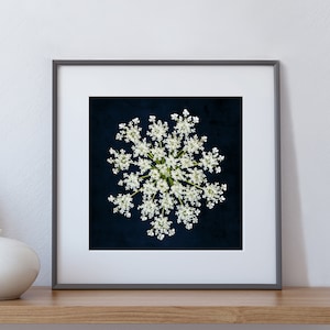 Photo art - Wild Carrot - Daucus Carota, photography, photo print, poster