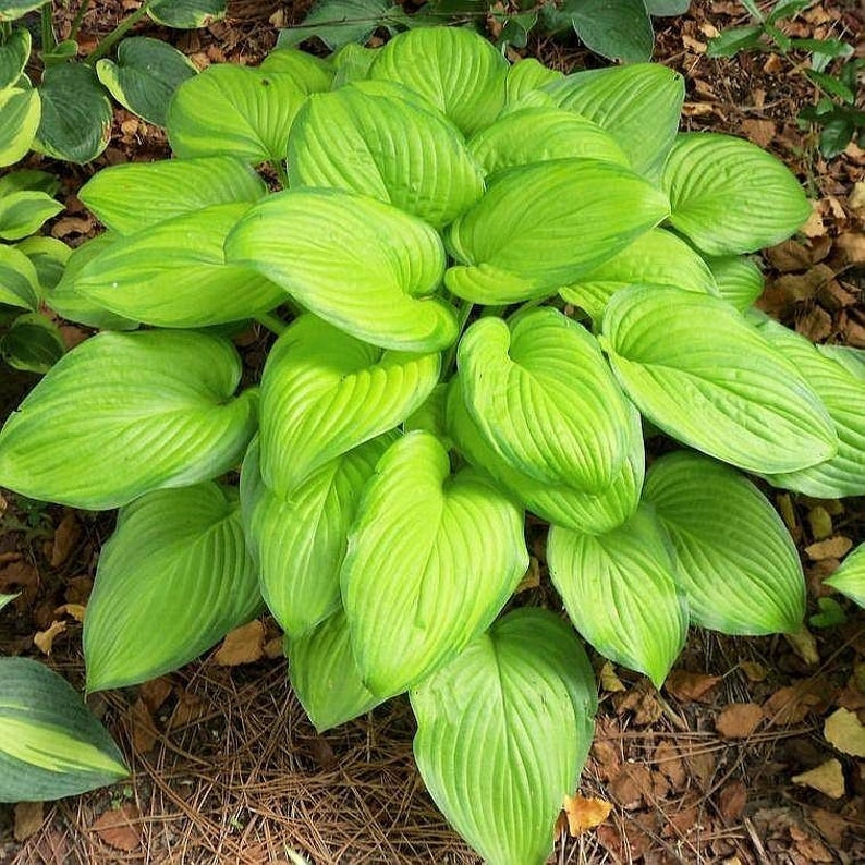 Hosta Guacamole 1 Division Bare Root SUN TOLERANT Etsy