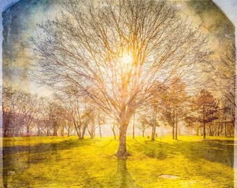 Genesis - Baum bei Sonnenaufgang