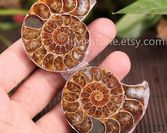 May include: Two polished ammonite fossils featuring intricate, spiraling chambers in shades of amber, brown, and cream. The fossilized shells display a clear, glossy finish that highlights the detailed internal structure of the ancient marine creatures.