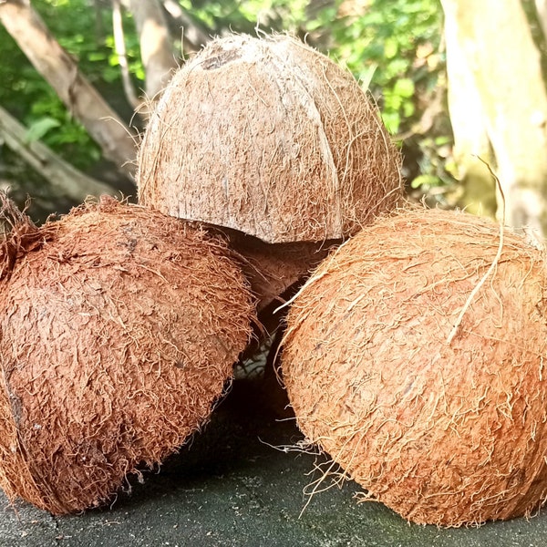 Coquilles 2Pcs | Coquille de noix de coco avec fibres | Demi-coquille de noix de coco | Utilisation artisanale de la noix de coco | Bols écologiques | Décoration de noix de coco | Chargeur pour l'Animal de compagnie