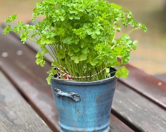 May include: A vibrant green parsley plant in a small, blue ceramic bucket with decorative handles. The bucket has a rustic, glazed finish. The parsley is tied with red and white twine. The image is taken outdoors.