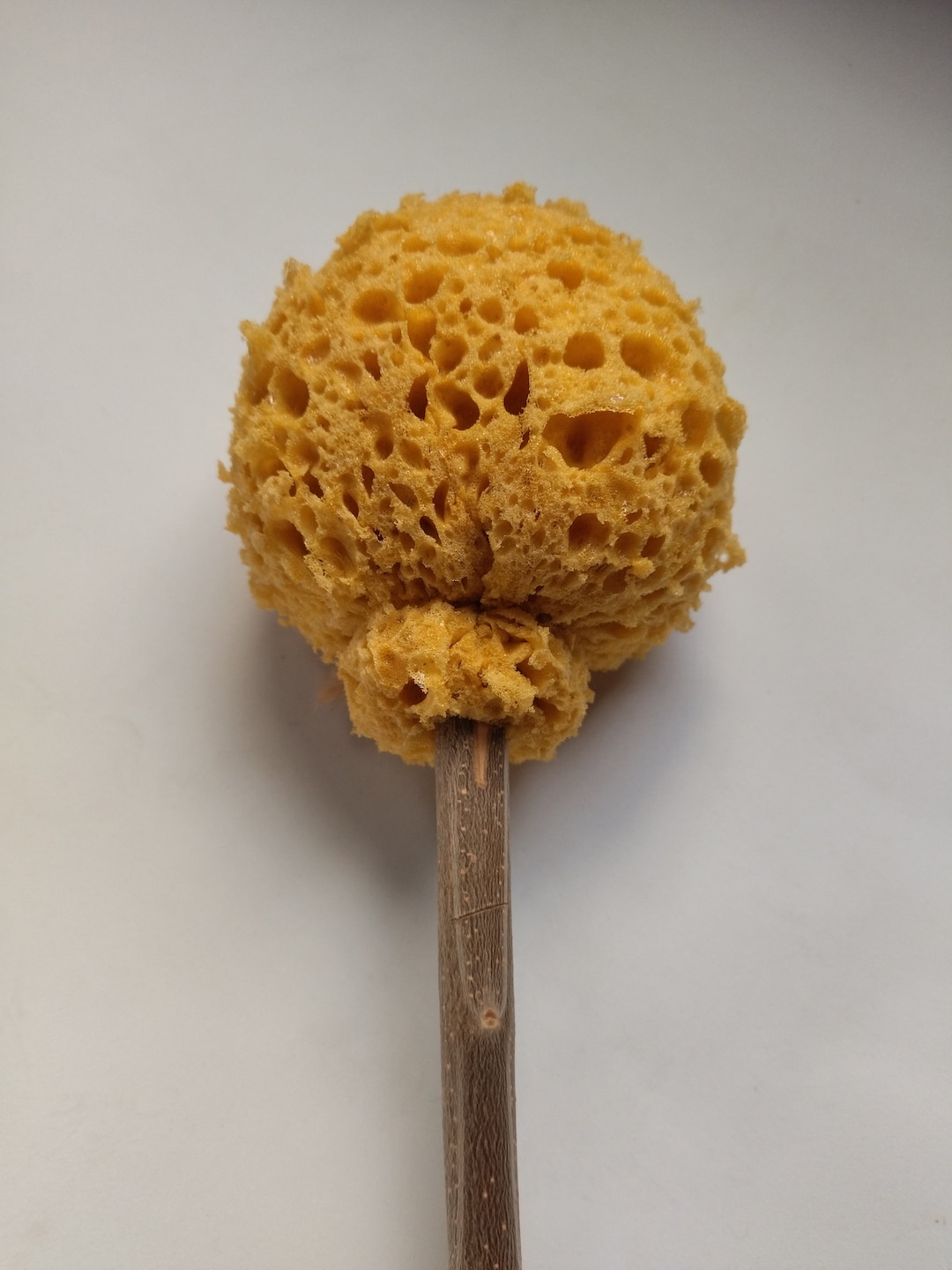 Xylospongium Tersorium Roman Sponge Roman Replica Roman Etsy UK