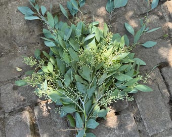 Silver Dollar Eucalyptus Bundle Organic Fresh Floral Plant Seeded