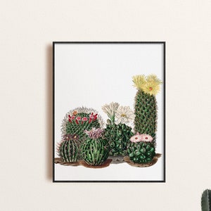 Cactus Flowers Botanical Illustration, Vintage Cactus Art Print, Southwest Style Wall Art, Desert Home decor,  Desert Botanical Print