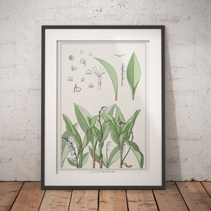 Muguet Art Nouveau Illustration, 12x18/18x24 Antique French Botanical Print, Lily of the Valley Diagram, White and Green Minimal Home Decor