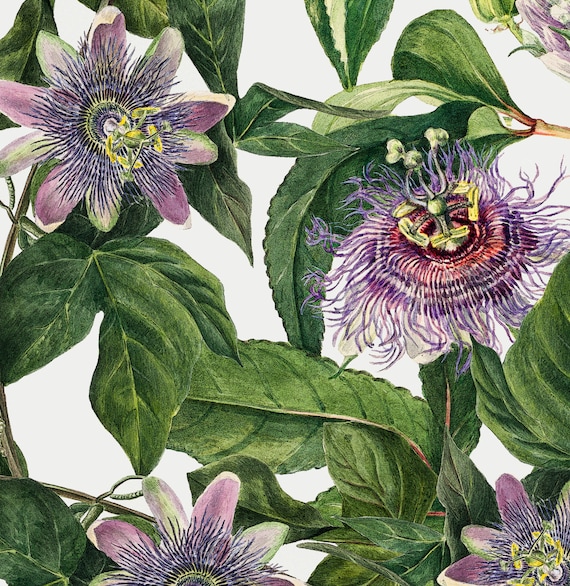Passionfruit Flower Botanical Print: Vintage Floral Illustration