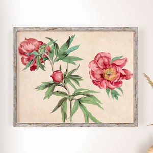 Vintage Red Peony Illustration Art Print: Botanical Wall Decor