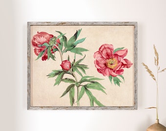 Vintage Red Peony Illustration Art Print: Botanical Wall Decor
