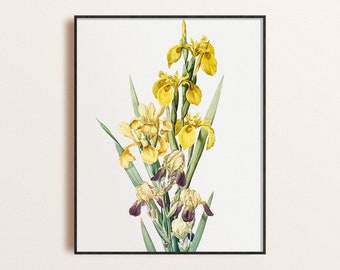 Yellow Irises Botanical Print: Vintage Floral Illustration