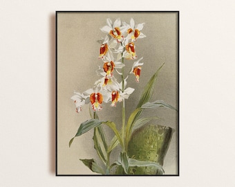 Botaniskt tryck med vintagemotiv av vit orkidé: Retro blommig väggkonst