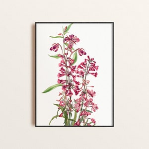 Pink Wildflower Giclee Wall Art, Collaged Vintage Botanical poster, Cottagecore Floral Wall Art, French Country Chic, Modern Farmhouse