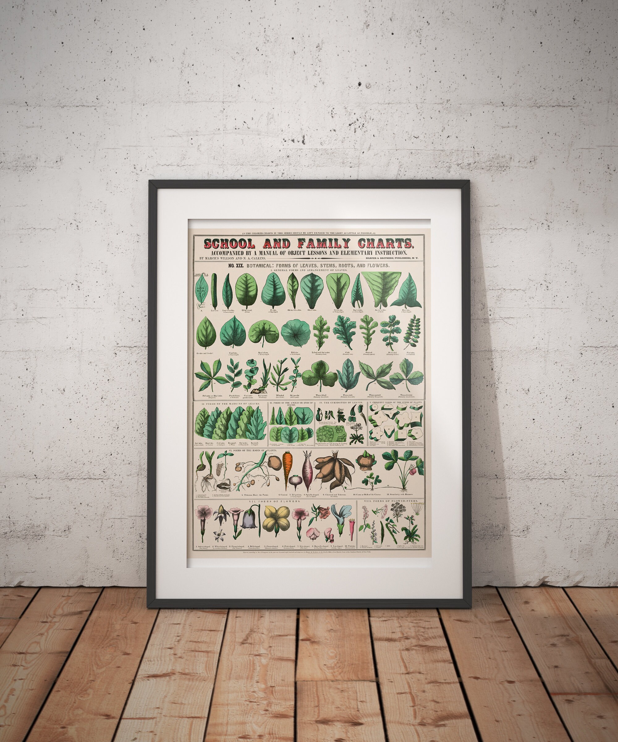 Botanic Chart Antique Botanical Illustration Chart - Etsy