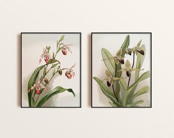 Set of TWO Vintage Orchids Botanical Art Print, Pair of Orchids Illustration Giclee Poster, Tropical Flowers Art Print, Orchid Home Decor