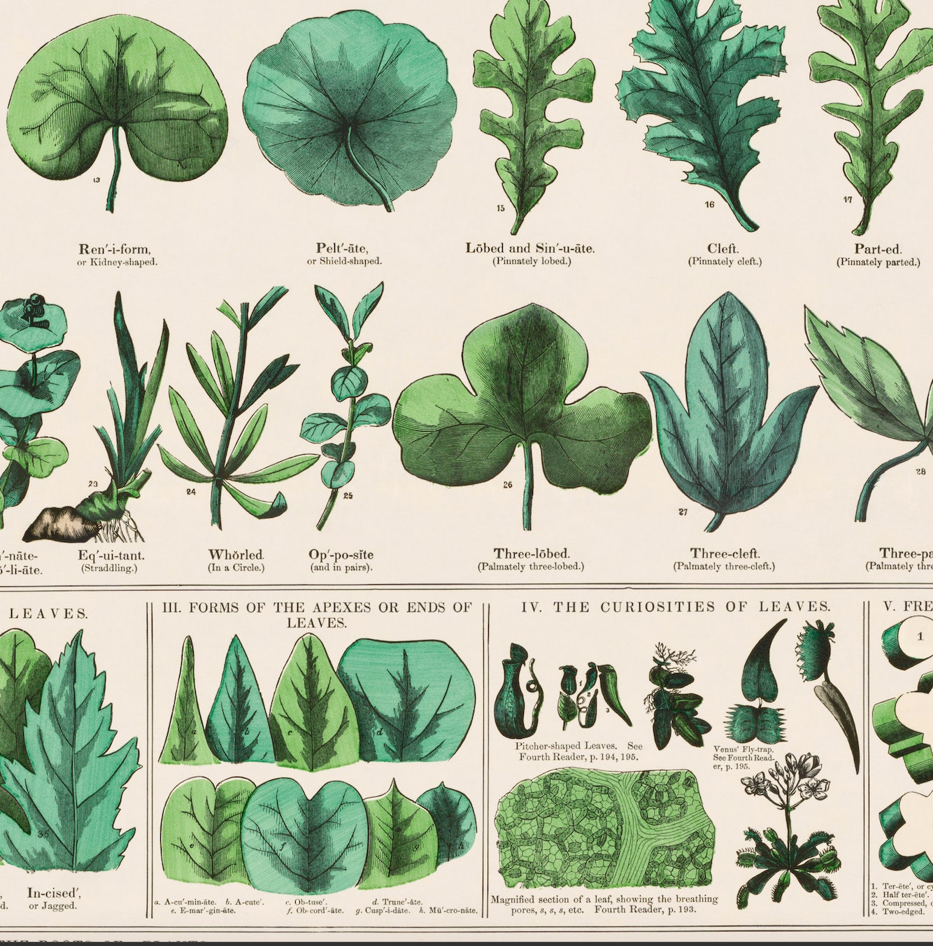 Botanic Chart Antique Botanical Illustration Chart - Etsy