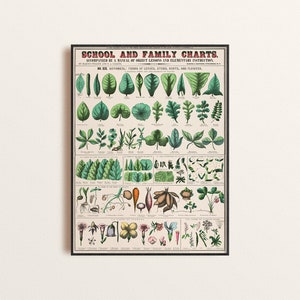 Carta de ilustración botánica antigua, hojas educativas vintage, plantas, y flores impresión de arte, arte de pared de la habitación familiar, impresión de vegetación