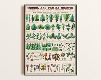 Antique Botanical Illustration Chart, Vintage Educational Leaves, Plants, and Flowers Art Print, Family Room Wall Art, Greenery Print