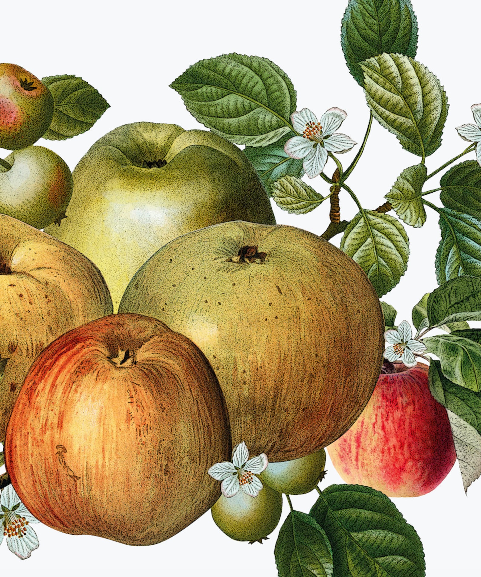 Vintage Apples Botanical Art Print, Rustic Kitchen Home Decor, Modern