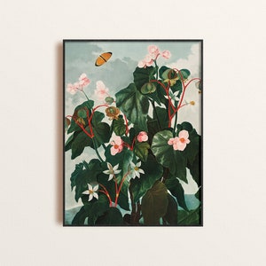 Pink Begonia Art print, 1800&#39;s Begonia Flower Botanical Poster, Moody Florals Giclee Print, Flower and Greenery Art, Nature Inspired Decor