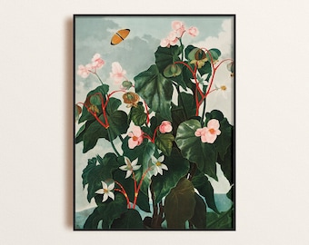 Pink Begonia Art print, 1800's Begonia Flower Botanical Poster, Moody Florals Giclee Print, Flower and Greenery Art, Nature Inspired Decor