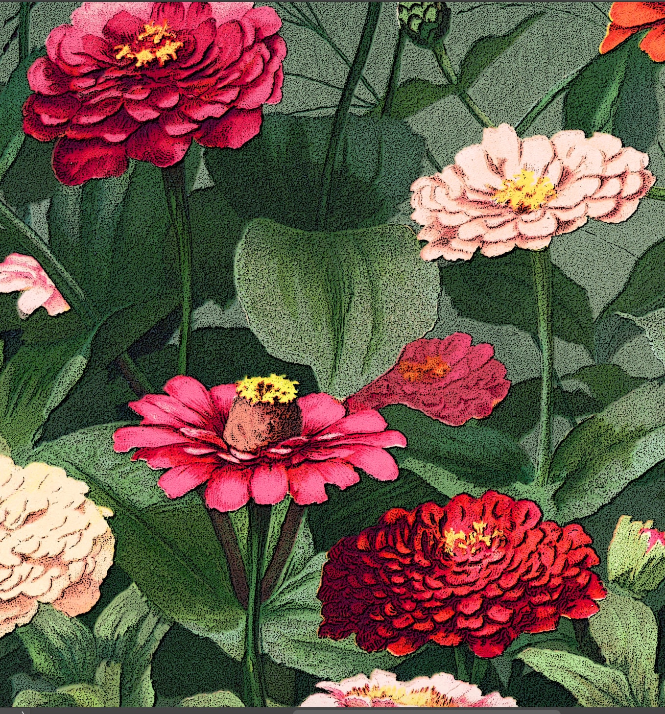 ジョアン アイザック(Joanne Izaac)「Zinnias」 ジョアン アイザック(Joanne Izaac)「Zinnias」 Amazon.com