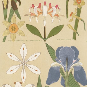 May include: A vintage botanical illustration featuring a variety of flowers, including a daffodil, honeysuckle, narcissus, and an iris. The flowers are depicted in a detailed and realistic style, with vibrant colors and intricate details. The illustration is labeled with the names of the flowers and their corresponding numbers.