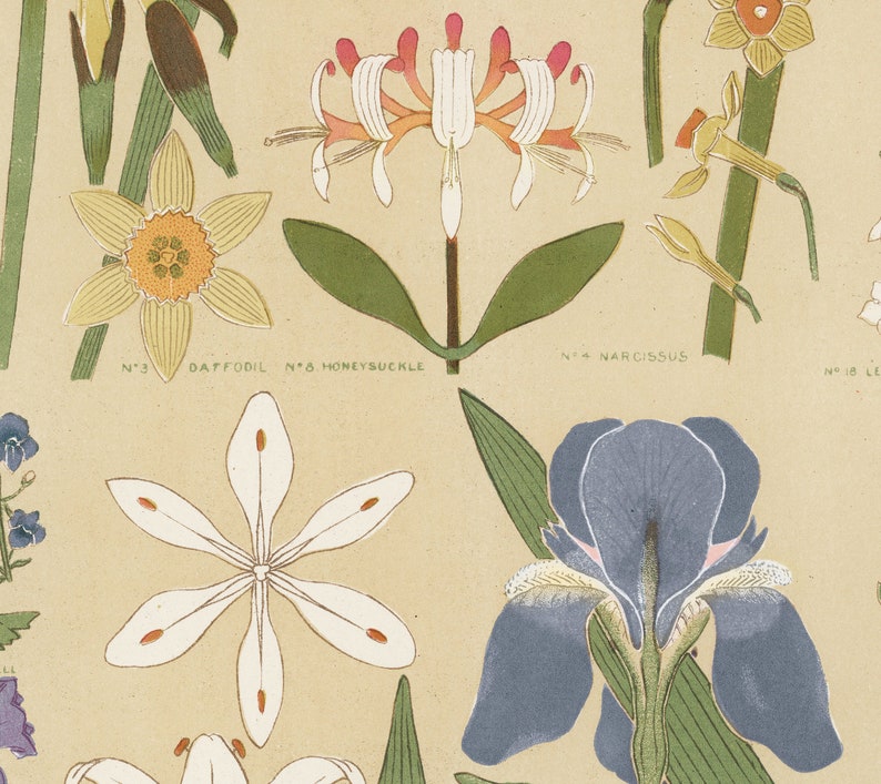 May include: A vintage botanical illustration featuring a variety of flowers, including a daffodil, honeysuckle, narcissus, and an iris. The flowers are depicted in a detailed and realistic style, with vibrant colors and intricate details. The illustration is labeled with the names of the flowers and their corresponding numbers.