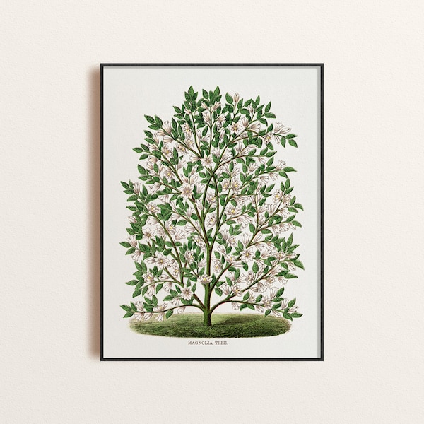 Magnolia Tree Print Poster, Vintage Magnolia Tree Illustration Wall Art, Magnolia Botanical Drawing Poster, Nature Inspired Home Decor