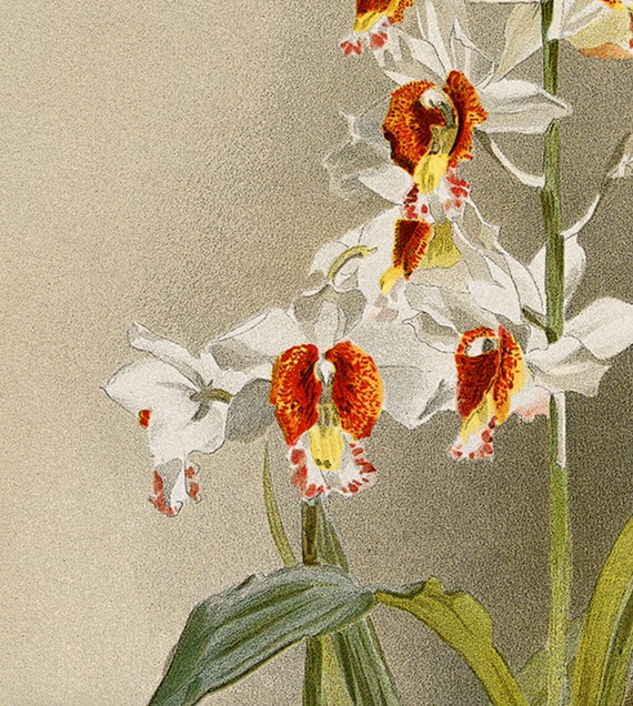 Vintage White Orchid Botanical Print: Retro Floral Wall Art - Etsy