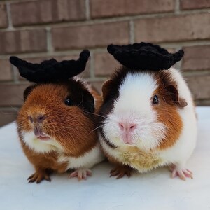 Crochet Pirate Hat for Guinea Pigs, Bunnies & Small Pets