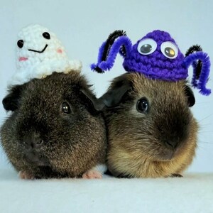 Puede incluir: Dos conejillos de indias con disfraces de Halloween. Uno lleva un gorro de fantasma blanco de ganchillo y el otro lleva un gorro de ara&ntilde;a morado de ganchillo con ojos saltones.