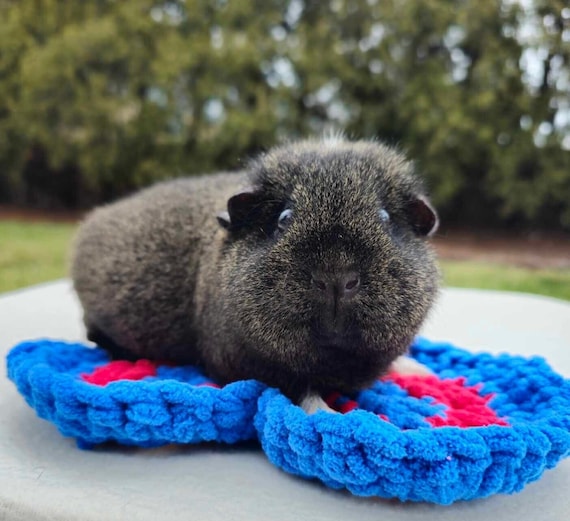 Gerbil beds 2025