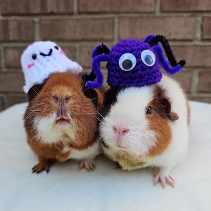 Puede incluir: Dos conejillos de indias con disfraces de Halloween. Un conejillo de indias lleva un disfraz de fantasma blanco con una cara sonriente. El otro conejillo de indias lleva un disfraz de ara&ntilde;a morado con ojos saltones.