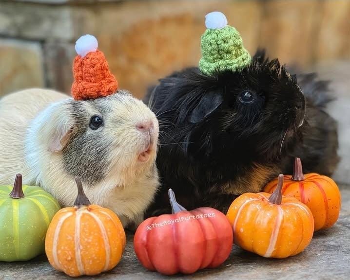 Custom Crochet Winter Hat with Pom-Pom: Small Pet Costume