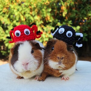 Puede incluir: Dos conejillos de indias con sombreros de animales de ganchillo. Un conejillo de indias lleva un sombrero de cangrejo rojo con ojos saltones blancos. El otro conejillo de indias lleva un sombrero de ara&ntilde;a negro con ojos saltones blancos.