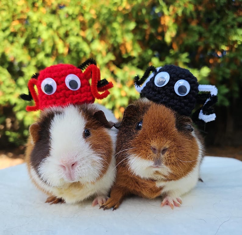 Puede incluir: Dos conejillos de indias con sombreros de animales de ganchillo. Un conejillo de indias lleva un sombrero de cangrejo rojo con ojos saltones blancos. El otro conejillo de indias lleva un sombrero de ara&ntilde;a negro con ojos saltones blancos.