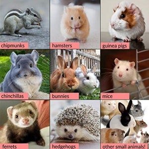 Puede incluir: Un collage de im&aacute;genes con diferentes animales peque&ntilde;os, incluyendo ardillas listadas, h&aacute;msters, conejillos de indias, chinchillas, conejos, ratones, hurones, erizos y otros animales peque&ntilde;os.