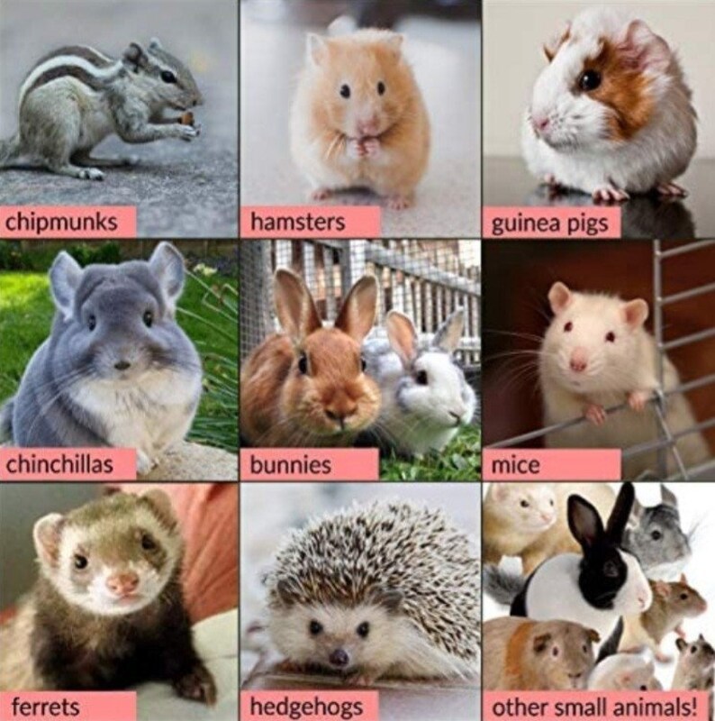 Puede incluir: Un collage de im&aacute;genes con diferentes animales peque&ntilde;os, incluyendo ardillas listadas, h&aacute;msters, conejillos de indias, chinchillas, conejos, ratones, hurones, erizos y otros animales peque&ntilde;os.